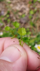 Hydrocotyle heteromeria