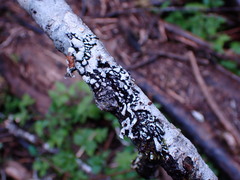Hypogymnia enteromorpha