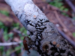 Hypogymnia enteromorpha