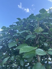 Polyscias guilfoylei