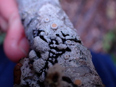 Hypogymnia enteromorpha