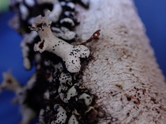 Hypogymnia enteromorpha