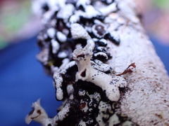 Hypogymnia enteromorpha