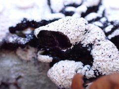 Hypogymnia enteromorpha