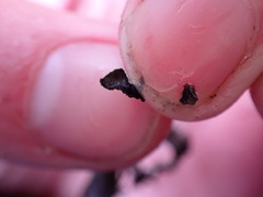 Hypogymnia enteromorpha