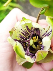 Passiflora caerulea