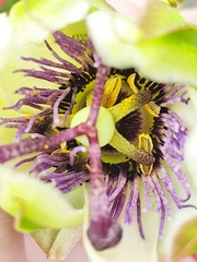Passiflora caerulea
