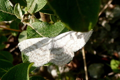 Scopula incanata