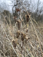 Camassia leichtlinii