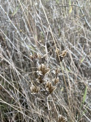 Camassia leichtlinii