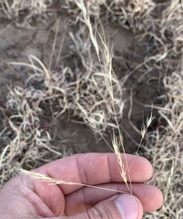 Aristida ternipes
