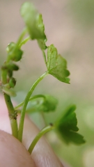 Hydrocotyle heteromeria
