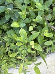 Tradescantia fluminensis