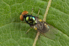 Microchrysa polita