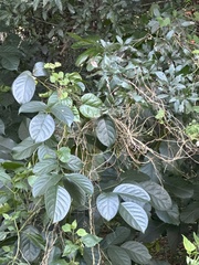 Petiveria alliacea