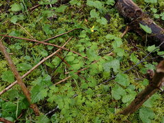 Thalictrum occidentale