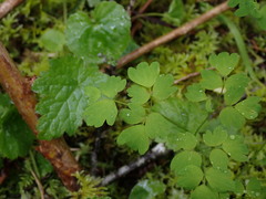 Thalictrum occidentale
