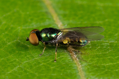 Microchrysa polita