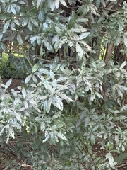 Quercus hemisphaerica