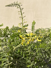 Erythrostemon mexicanus