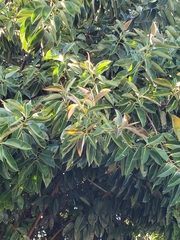 Ficus elastica