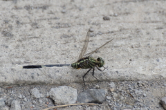 Orthetrum sabina