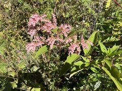 Koenigia polystachya
