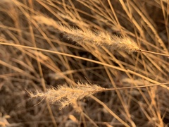 Bothriochloa barbinodis
