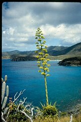Agave