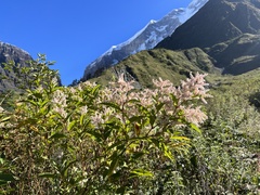 Koenigia polystachya