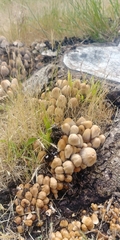 Micacei