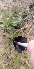 Micacei