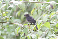 Melaenornis edolioides