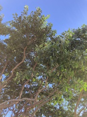 Ficus elastica