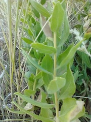 Solidago mollis