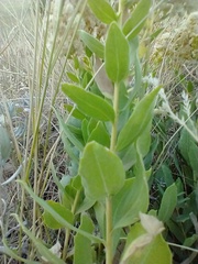 Solidago mollis