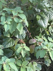 Odontonema cuspidatum