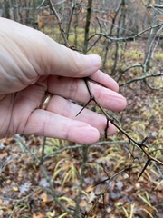 Crataegus pruinosa