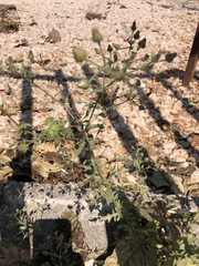 Pseudoconyza viscosa