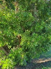 Murraya paniculata