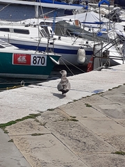 Larus