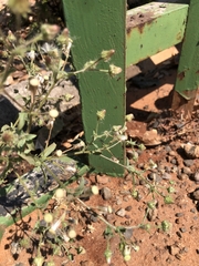 Pseudoconyza viscosa