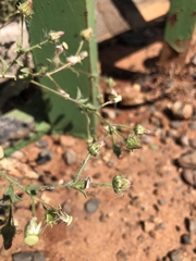 Pseudoconyza viscosa
