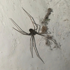 Physocyclus globosus