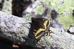 Papilio brevicauda