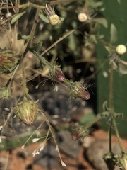 Pseudoconyza viscosa