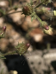 Pseudoconyza viscosa
