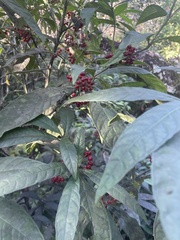 Psychotria tenuifolia