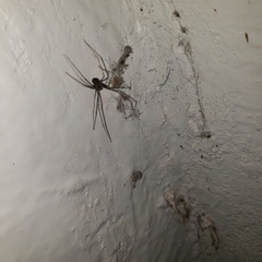 Physocyclus globosus