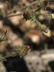 Pseudoconyza viscosa